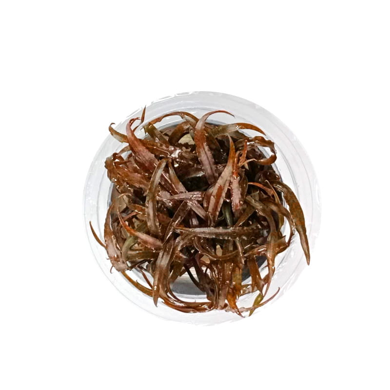 Cryptocoryne spiralis 'Red' In Vitro Kubek.jpg
